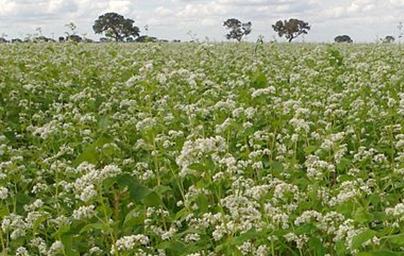 Обикновена елда (Fagopyrum esculentum) Обикновена елда (Fagopyrum esculentum)