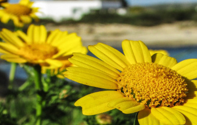 Арника (Arnica montana) Арника (Arnica montana)