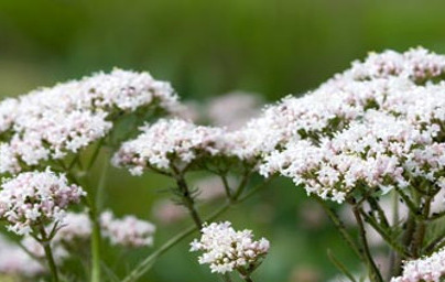 Валериана (Valeriana officinalis) Валериана (Valeriana officinalis)