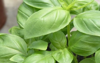 Босилек (Ocimum basilicum) Босилек (Ocimum basilicum)