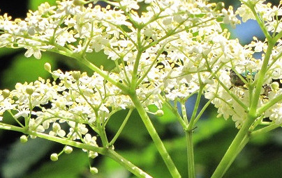 Бъз (Sambucus) Бъз (Sambucus)