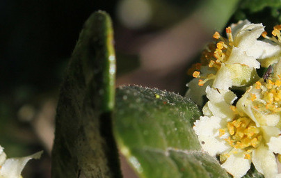 Болдо (Peumus boldus) Болдо (Peumus boldus)
