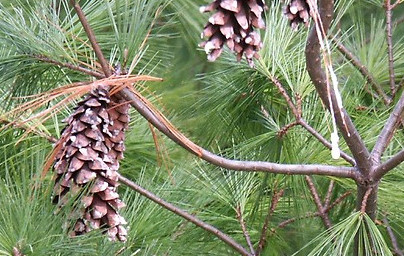Бор (Pinus) Бор (Pinus)