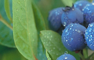 Черна боровинка (Vaccinium myrtillus) Черна боровинка (Vaccinium myrtillus)