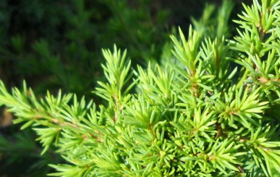 Кедър (Cedrus) Кедър (Cedrus)