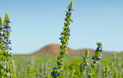 Чиа (Salvia hispanica) Чиа (Salvia hispanica)