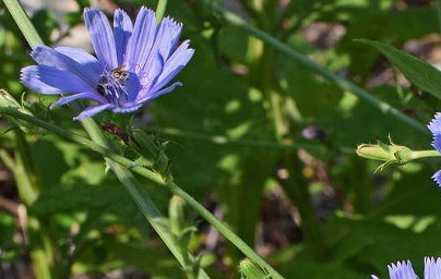 Цикория (Cichorium intybus L.) Цикория (Cichorium intybus L.)