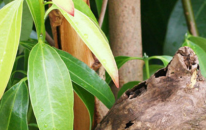 Канела (Cinnamomum verum) Канела (Cinnamomum verum)