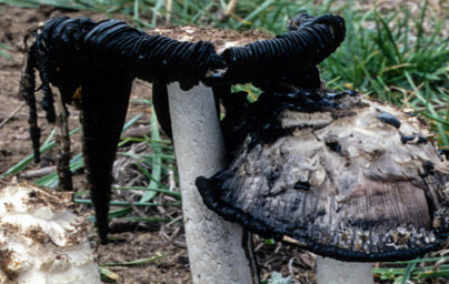 Копринки (Coprinus) Копринки (Coprinus)