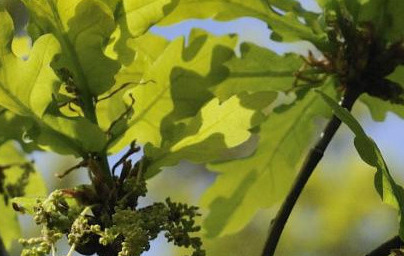 Обикновен дъб (Quercus robur) Обикновен дъб (Quercus robur)