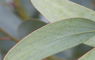 Евкалипт (Eucalyptus) Евкалипт (Eucalyptus)