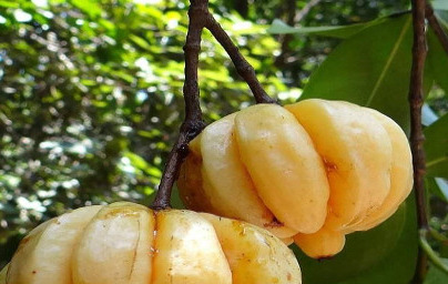 Гарциния камбоджа (Garcinia Cambogia) Гарциния камбоджа (Garcinia Cambogia)