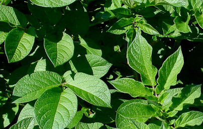 Картоф (Solanum tuberosum) Картоф (Solanum tuberosum)