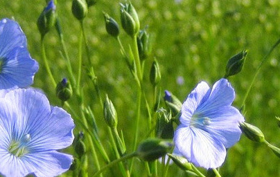 Лен (Linum usitatissimum) Лен (Linum usitatissimum)