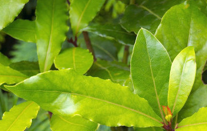 Лавър (Laurus nobilis) Лавър (Laurus nobilis)