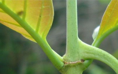 Котешки нокът (Uncaria tomentosa) Котешки нокът (Uncaria tomentosa)