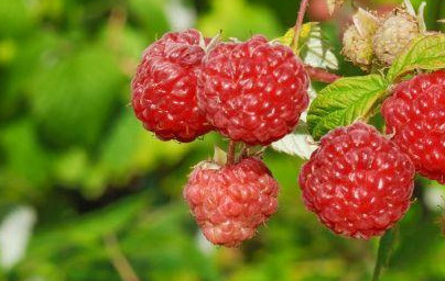 Малини (Rubus idaeus) Малини (Rubus idaeus)