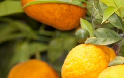 Мандарини (Citrus reticulata) Мандарини (Citrus reticulata)