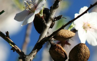 Бадем (Prunus dulcis) Бадем (Prunus dulcis)