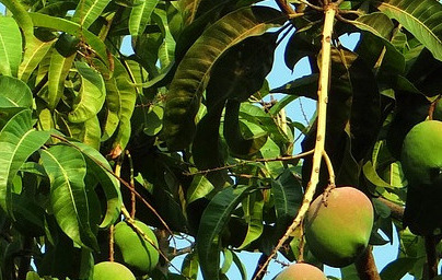 Манго (Mangifera indica) Манго (Mangifera indica)