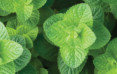 Mента (Mentha spicata) Mента (Mentha spicata)