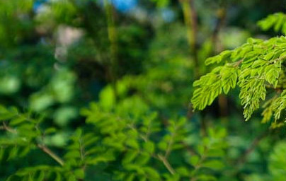Моринга (Moringa oleifera) Моринга (Moringa oleifera)