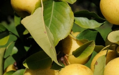 Азиатска круша (Pyrus pyrifolia) Азиатска круша (Pyrus pyrifolia)