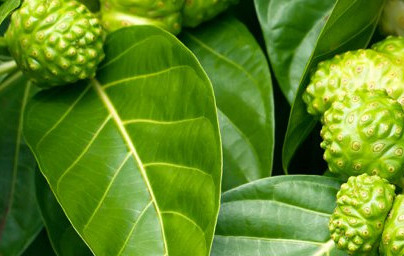 Нони (Morinda citrifolia) Нони (Morinda citrifolia)