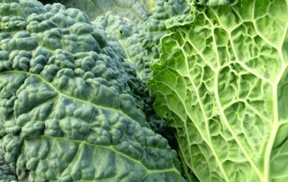Брюкселско зеле (Brassica oleracea var. sabauda) Брюкселско зеле (Brassica oleracea var. sabauda)