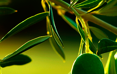 Маслини (Olea europaea) Маслини (Olea europaea)