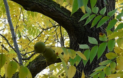 Орех (Juglans regia) Орех (Juglans regia)
