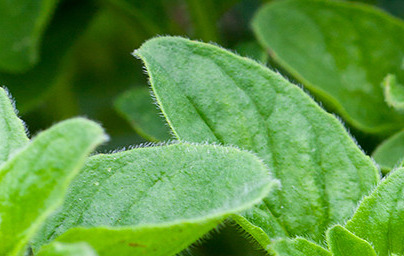 Риган (Origanum vulgarum) Риган (Origanum vulgarum)