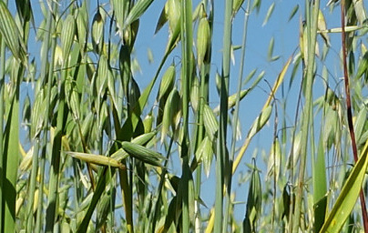 Овес (Avena sativa) Овес (Avena sativa)