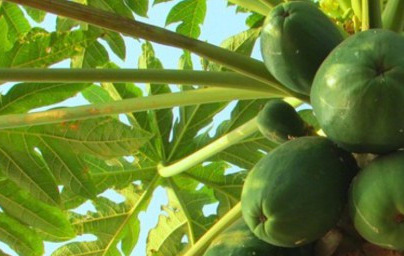 Папая (Carica papaya) Папая (Carica papaya)