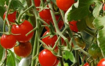 Домат (Solanum lycopersicum) Домат (Solanum lycopersicum)