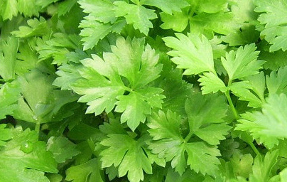 Магданоз (Petroselinum crispum) Магданоз (Petroselinum crispum)
