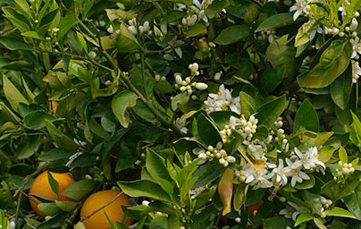 Портокал (Citrus × sinensis) Портокал (Citrus × sinensis)