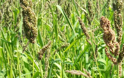 Просо (Panicum miliaceum) Просо (Panicum miliaceum)