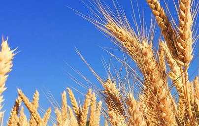 Пшеница (Triticum) Пшеница (Triticum)