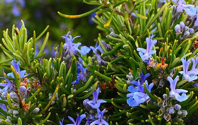 Розмарин (Rosmarinus officinalis) Розмарин (Rosmarinus officinalis)