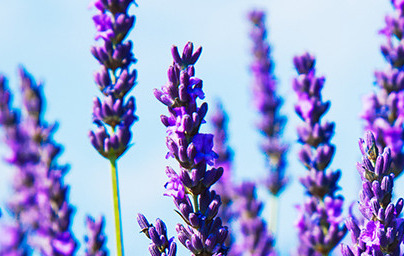 Лавандула (Lavandula) Лавандула (Lavandula)