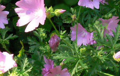 Лечебна ружа (Althaea officinalis) Лечебна ружа (Althaea officinalis)