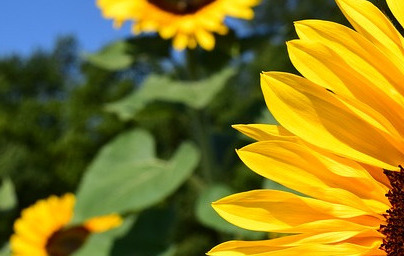Слънчоглед (Helianthus annuus) Слънчоглед (Helianthus annuus)