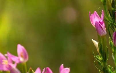 Червен кантарион (Centaurium minus) Червен кантарион (Centaurium minus)