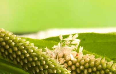 Теснолист живовляк (Plantago lanceolata) Теснолист живовляк (Plantago lanceolata)