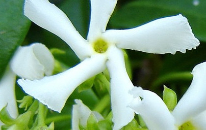 Ванилия (Vanilla planifolia) Ванилия (Vanilla planifolia)