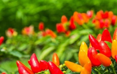 Чили (Capsicum annuum) Чили (Capsicum annuum)