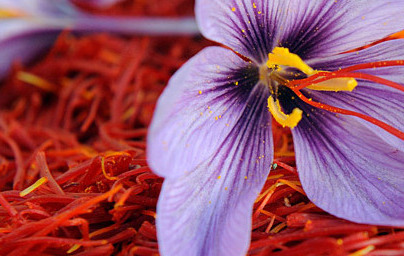 Шафранов минзухар (Crocus sativus) Шафранов минзухар (Crocus sativus)