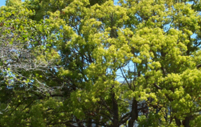 Етерично масло от Ho-wood Етерично масло от Ho-wood