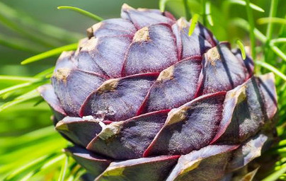 Етерично масло от сибирска ела Етерично масло от сибирска ела